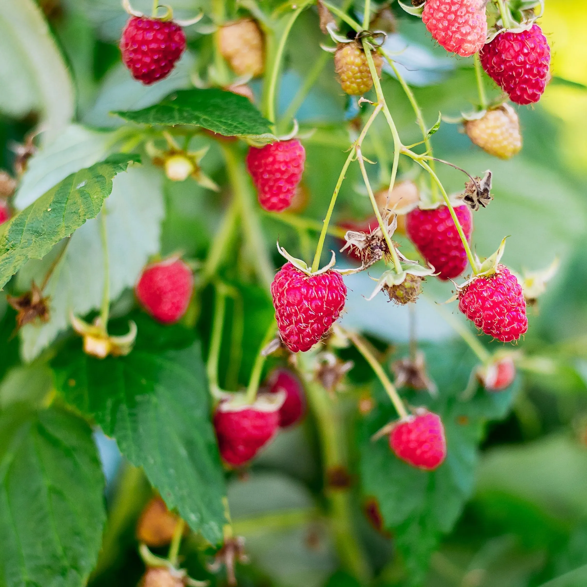 Meeker Red Raspberry